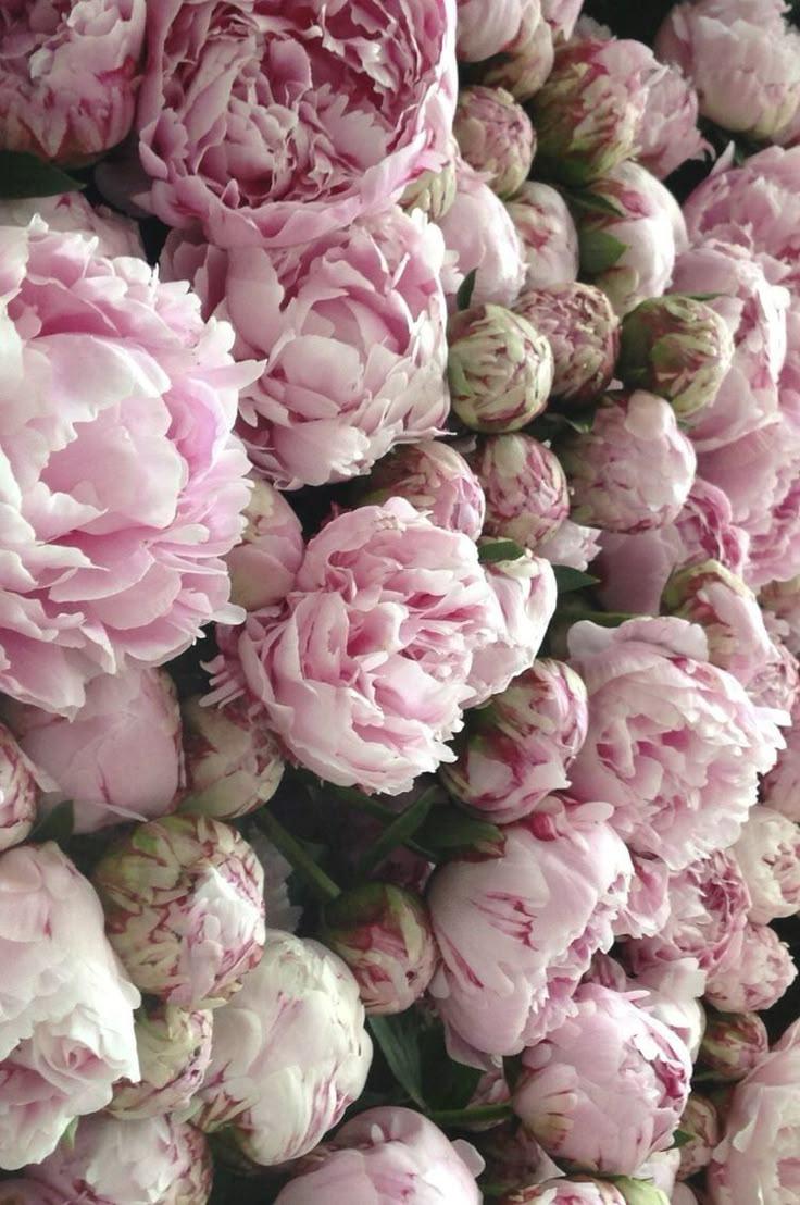 Whimsical Aurora: Gentle Bloom Radiance